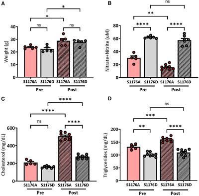 Endothelial nitric oxide synthase (eNOS) S1176 phosphorylation status governs atherosclerotic lesion formation